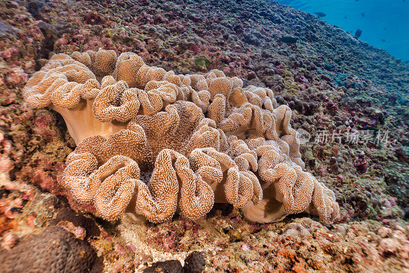 粘接海葵(cryptodendron adhaesivum)